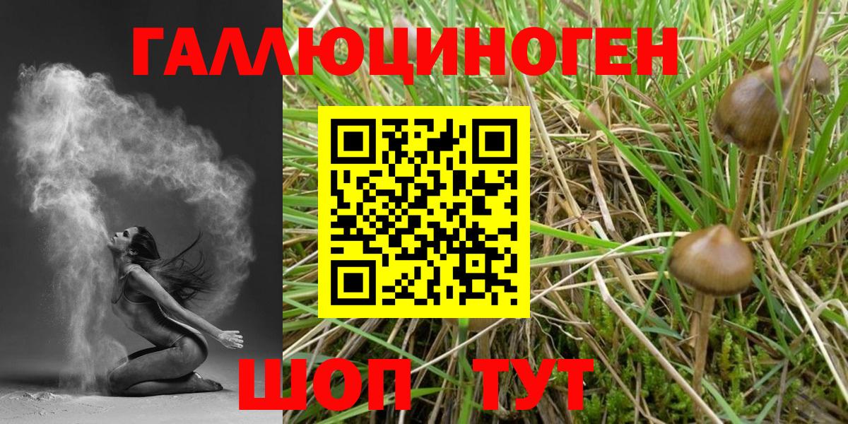 Псилоцибиновые грибы GOLDEN TEACHER Тверь
